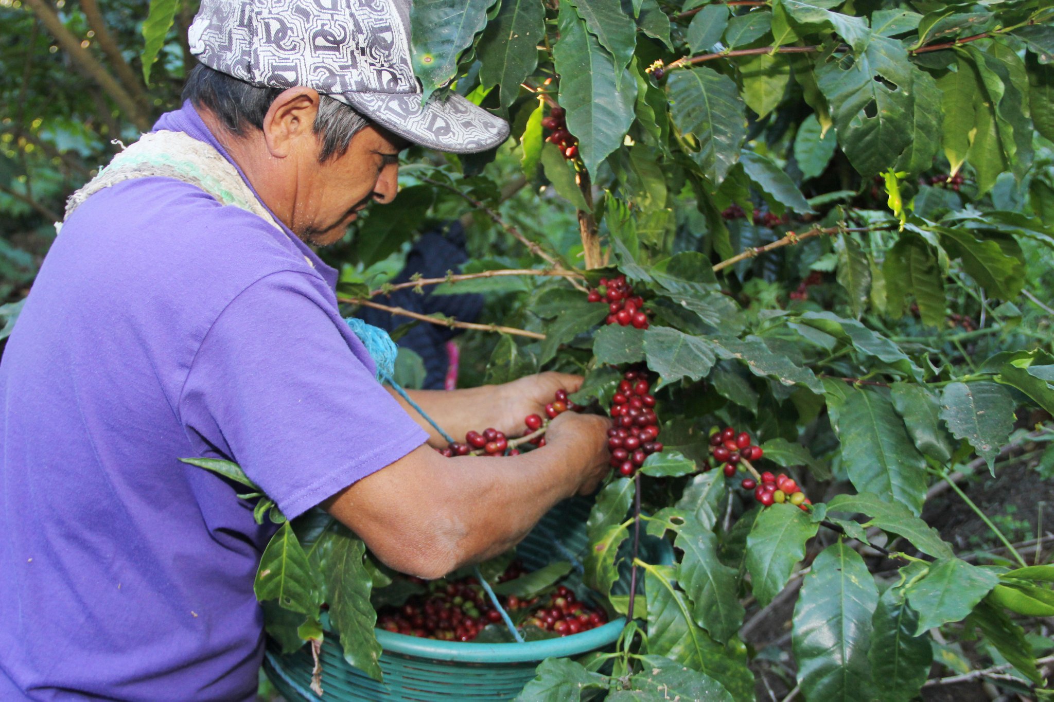 Por primera vez en la historia del país, El Salvador tendrá un instituto científico dedicado al sector caficultor por-primera-vez-en-la-historia-del-pais-el-salvador-tendra-un-instituto-cientifico-dedicado-al-sector-caficultor